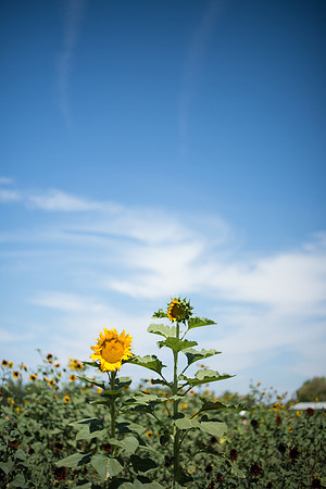FoskettCreative.com-278