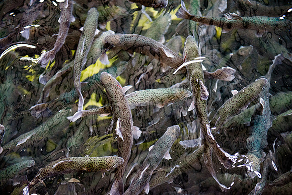 Tonto Creek Fish Hatchery-551