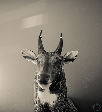 Foskett Creative-313