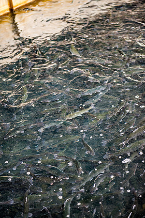 Tonto Creek Fish Hatchery-519