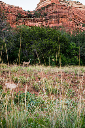 Enchantment Resort Sedona