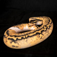 FoskettCreative-19