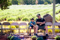 Lavender Festival - Red Rock Lavender-22