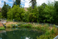 Tonto Creek Fish Hatchery-472