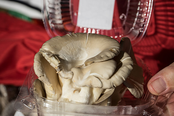 Uptown Farmers Market-502