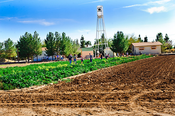 Schnepf Farms