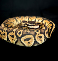 FoskettCreative-8