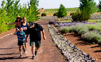 Lavender Festival - Red Rock Lavender-59