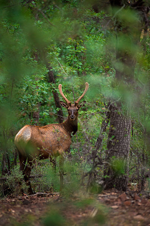 Tonto National Forest