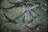 Tonto Creek Fish Hatchery
