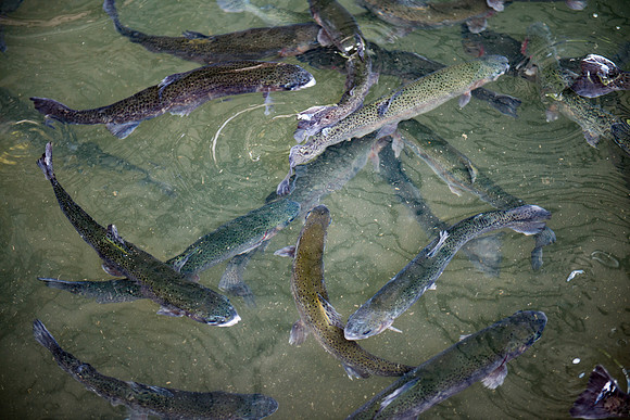 Tonto Creek Fish Hatchery-495