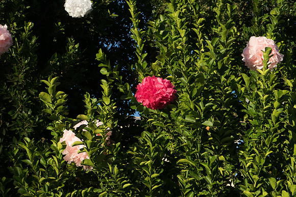 FoskettCreative-20