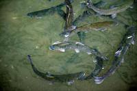 Tonto Creek Fish Hatchery-496