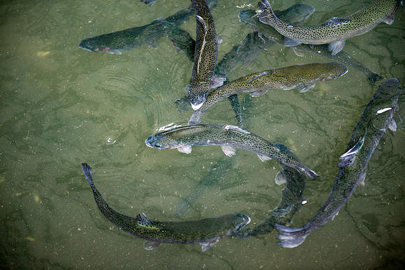 Tonto Creek Fish Hatchery-496