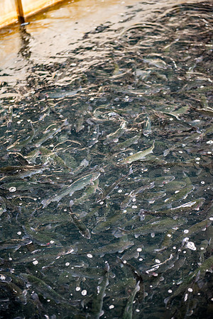 Tonto Creek Fish Hatchery-518