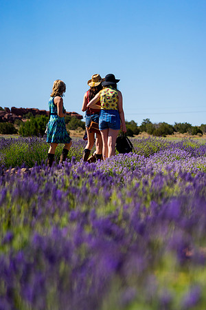 Lavendar Festival