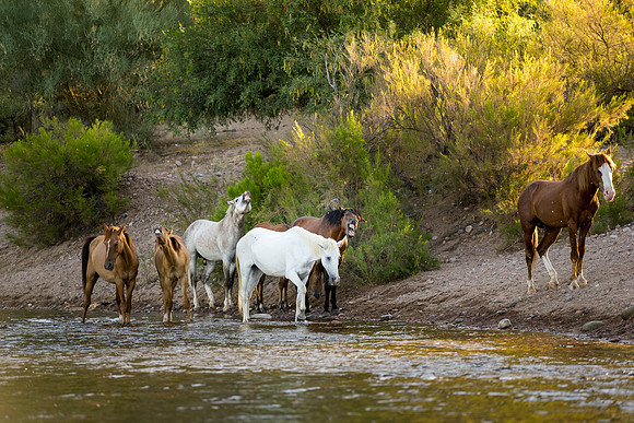 Salt River Wild Horses-180