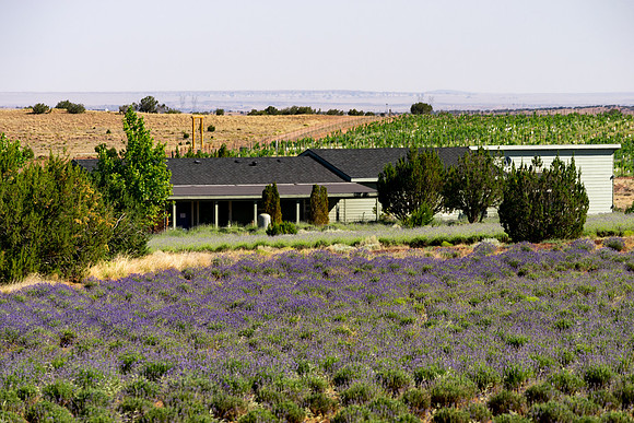 Lavendar Festival