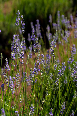 Lavendar Festival