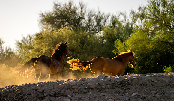 Salt River Wild Horses-226