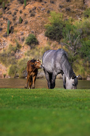 Salt River Wild Horses-771
