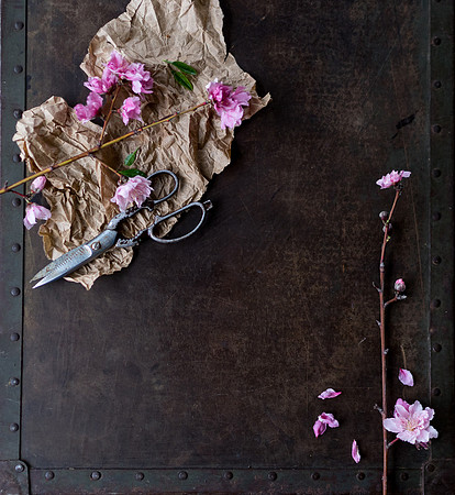 Peach Blossoms