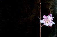 Peach Blossoms-4