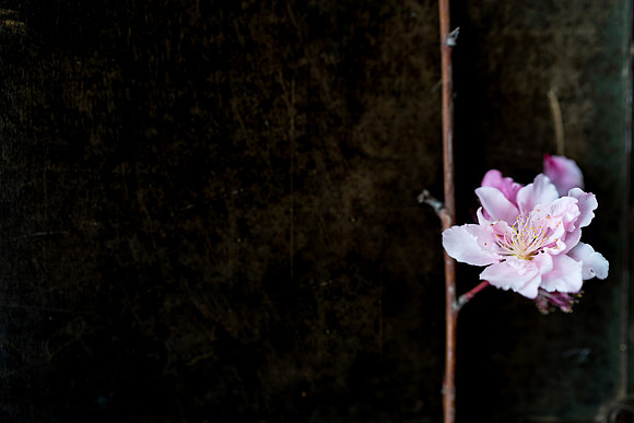 Peach Blossoms-4