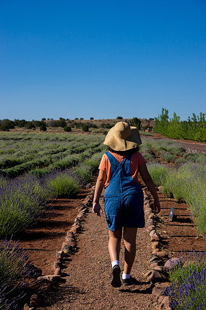 Lavendar Festival