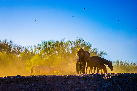 Salt River Wild Horses-255