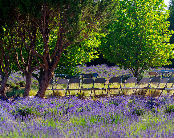 Lavendar Festival