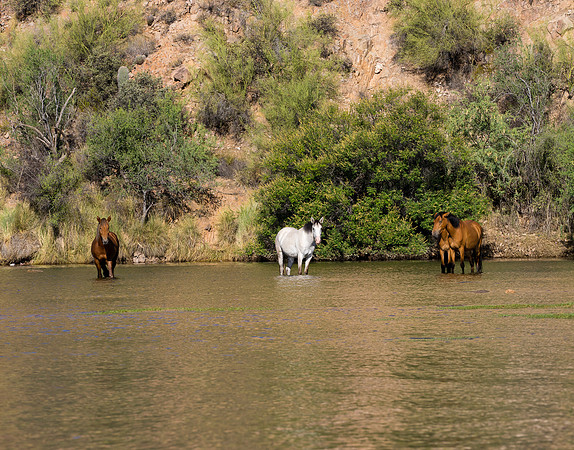 Salt River Wild Horses-922