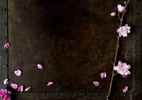 Peach Blossoms-7