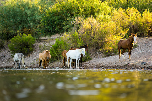 Salt River Wild Horses-205
