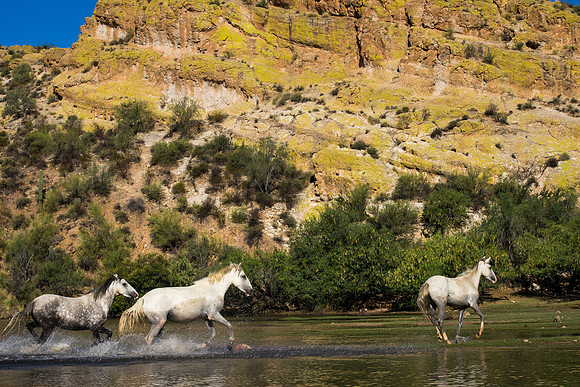 Salt River Wild Horses-896