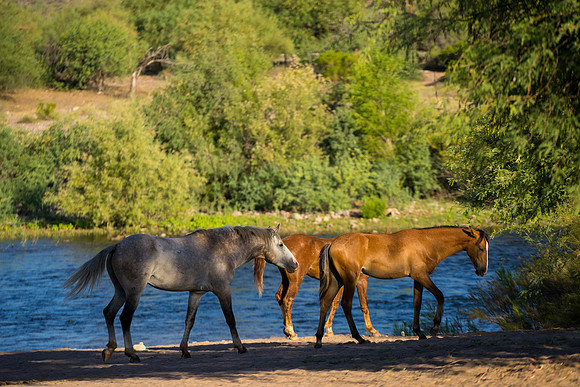 Salt River Wild Horses-490