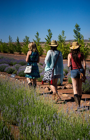 Lavendar Festival