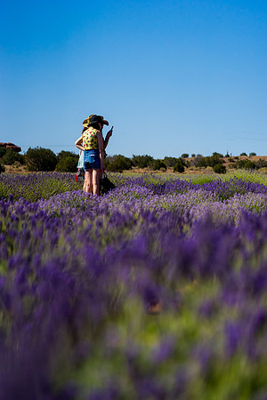 Lavendar Festival