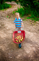 Schnepf Farms