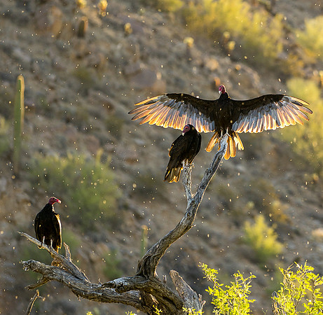 Salt River Wild Horses-431-3
