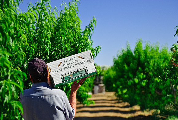 Schnepf Farms