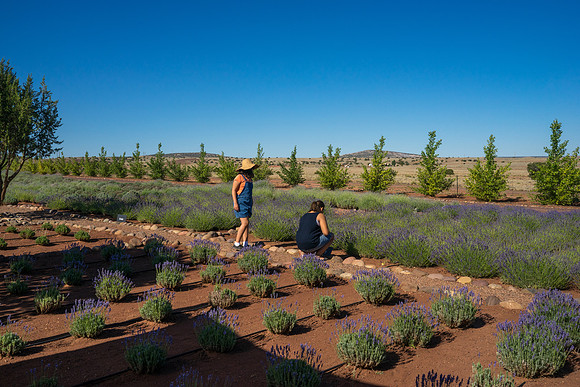 Lavendar Festival