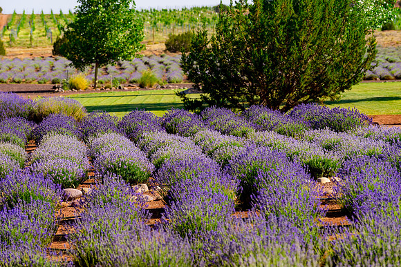 Lavendar Festival