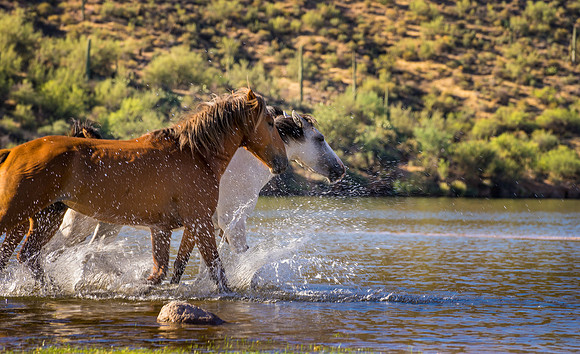 Salt River Wild Horses-701