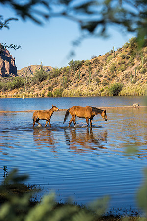 Salt River Wild Horses-839