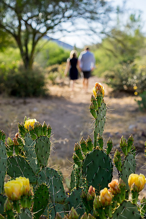 Saguaro Lake