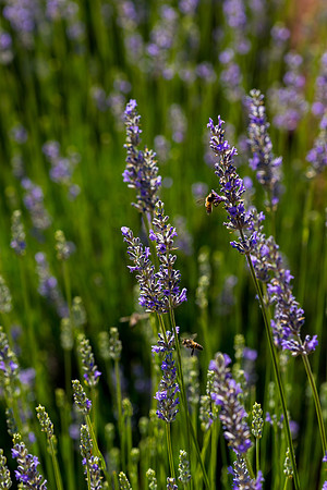 Lavendar Festival