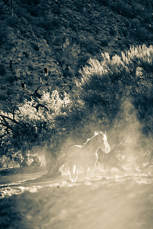 Salt River Wild Horses-303