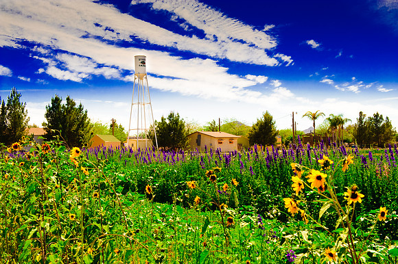 Schnepf Farms