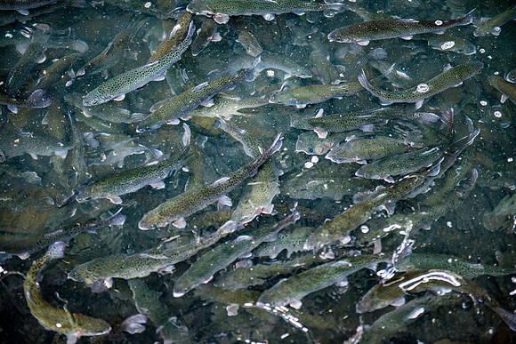 Tonto Creek Fish Hatchery-516